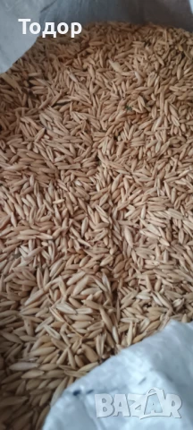 Продавам овес., снимка 4 - Папагали - 51309546