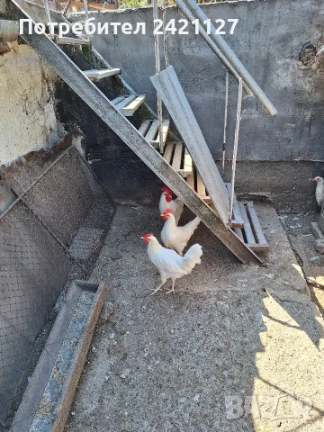 животни птици петли