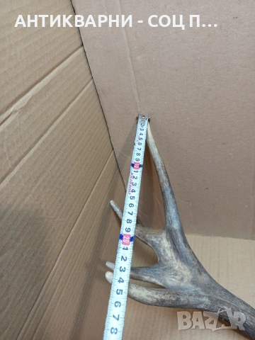 Стар Единичен Еленски Рог Рога Тегло 1.350кг. НОМЕР 707., снимка 11 - Антикварни и старинни предмети - 53500297