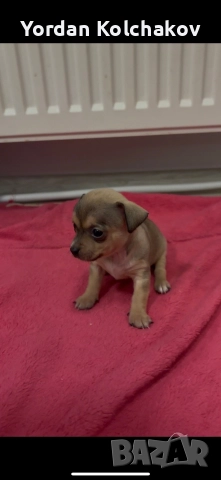 Чиху-пинчери , снимка 4 - Пинчер - 52927862