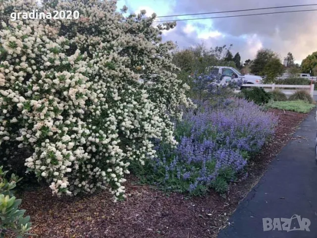 Цеанотусът (Ceanothus) или калифорнийският люляк Налични 3 вида, снимка 4 - Разсади - 49943995