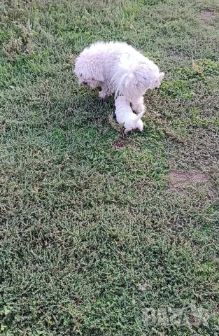 Бишон фризе момче , снимка 8 - Болонка - 53403173