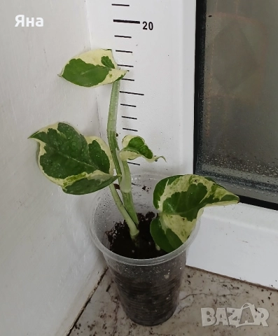 Епипремнум n'joy