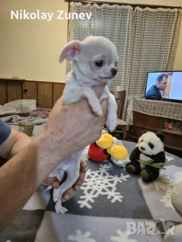 чихуахуа , снимка 3 - Чихуахуа - 52978430