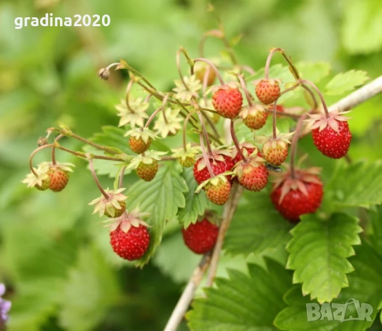 ЯГОДA АТИЛА - ГОРСКА, снимка 2 - Разсади - 51946760