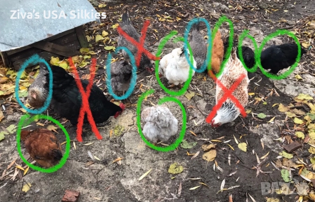 много хубава група кокошки носачки и легбар!, снимка 2 - Кокошки и пуйки - 52679556