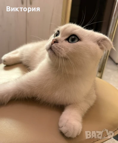 Котарак с порода клепоуха сребърна чинчила си търси женска , снимка 4 - Чинчили - 50580743