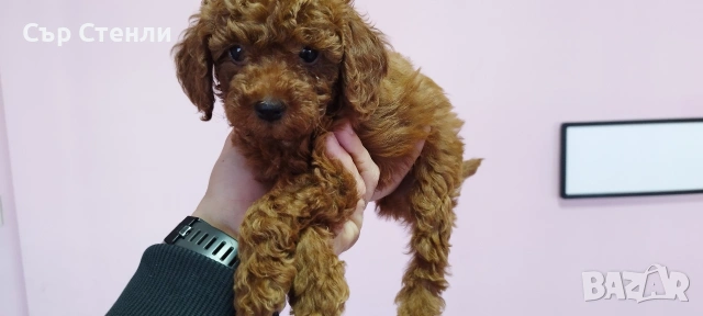 ТОЙ ПУДЕЛ 5 момчета, снимка 10 - Пудели - 53799744