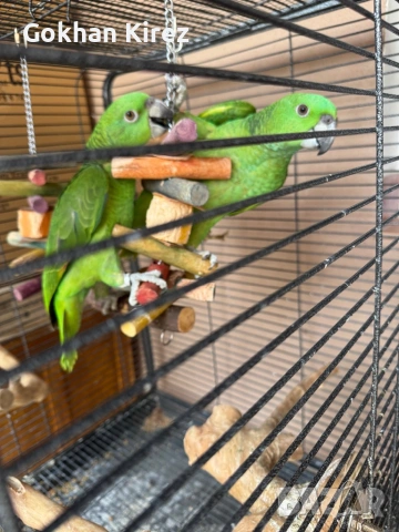 Папагали Жълтотила Амазона, снимка 8 - Папагали - 50919056