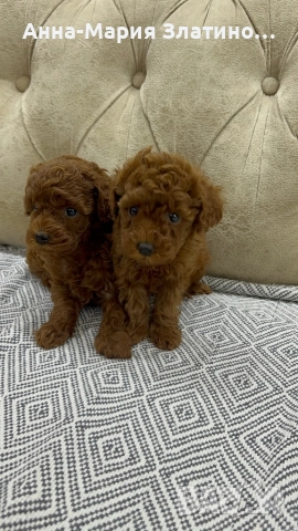 Той пудел момченца и момиченца, снимка 3 - Пудели - 52109767