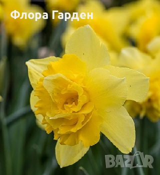 Луковици НАРЦИС, снимка 14 - Сортови семена и луковици - 46827345