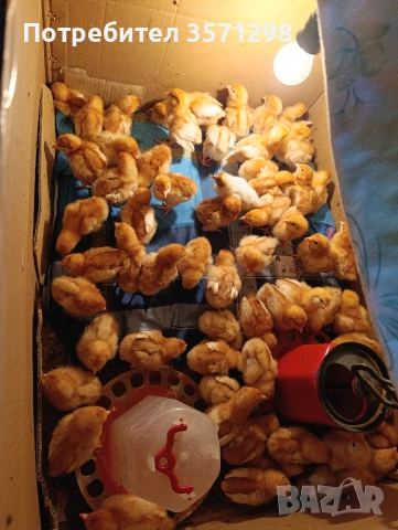 Тетра SL пиленца с 3 ваксини