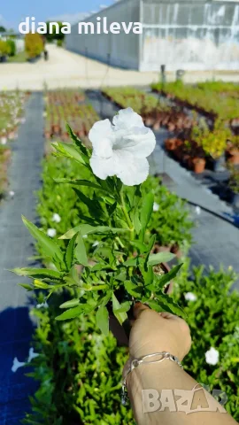 Продава се Руелия, Мексиканска петуния, Ruellia,  Mexican Petunia!!, снимка 7 - Градински цветя и растения - 55825095