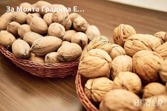 Орех- Пекан (Pecan Nuts) , снимка 6 - Разсади - 53620120