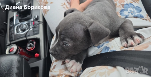 мъжко американско були хл, снимка 3 - Други - 52887958