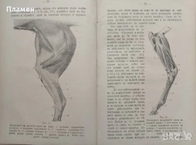 Коневъдство Павелъ Кулешовъ /1892/, снимка 4 - Антикварни и старинни предмети - 47534397