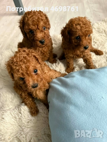 Той пудел//Пудел той, снимка 4 - Пудели - 53564195