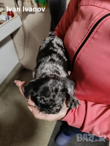 френски булдочета, снимка 9 - Френски булдог - 52489123