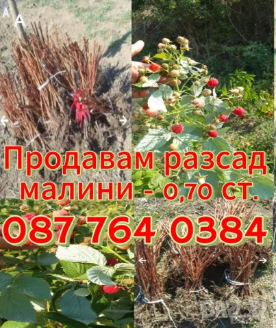 Продавам разсад малини Херитидж, снимка 1 - Разсади - 48455765