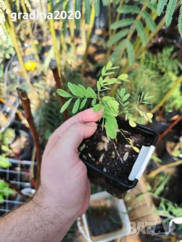 Цезалпиния пулхерима – Caesalpinia pulcherrima, снимка 6 - Разсади - 55863597