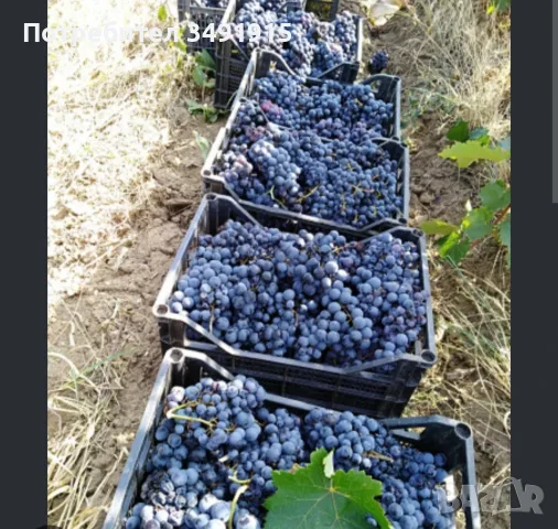 Продавам грозде, снимка 2 - Домашни продукти - 56042749