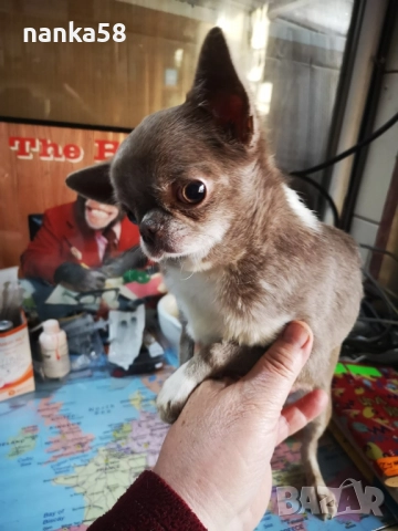 Продавам чихуахуа