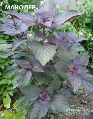 Перила (китайски босилек) - зеленчук, билка и подправка, снимка 1