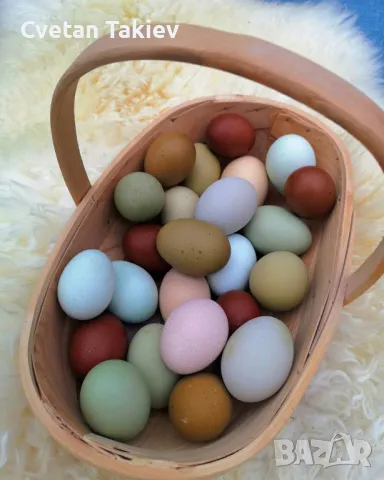 Цветни разплодни яйца, пъстри и разноцветни , снимка 8 - Кокошки и пуйки - 49789814