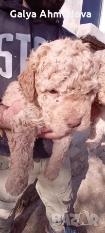 Лагото романьоло , снимка 4 - Други - 52822728