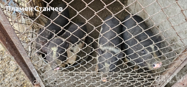 виетнамски прасета, снимка 6 - Дартс - 51886098