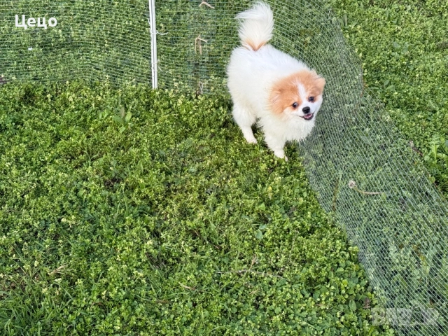 Померан момче , снимка 6 - Померан - 52790454