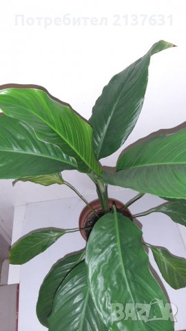 Продавам  СПАТИФИЛУМ , снимка 2 - Стайни растения - 34607566