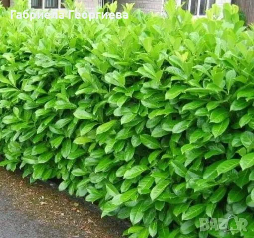 Лавровишна новита 