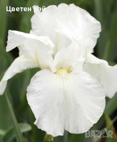 Ризоми на ириси микс цвят на късмет от показаните , снимка 11 - Градински цветя и растения - 51088604