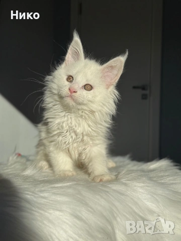 Мейн кун котенца / Мейн куун котенца / Maine coon kittens, снимка 7 - Мейн кун - 50068719