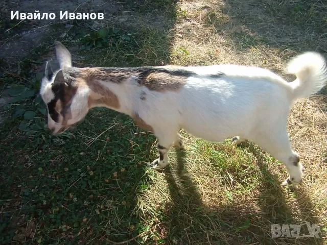 Мини кози - нигерийско джудже и мини холанска, снимка 5 - Други животни - 55246485