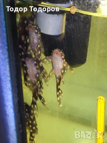 L201 контраденс, снимка 6 - Рибки - 53702031