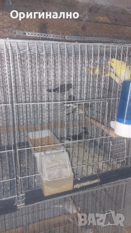 Шарени Диамантени гугутки , снимка 5 - други­ - 52423878