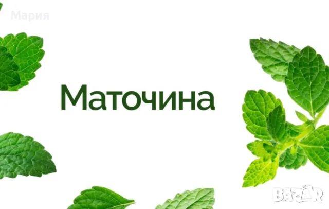 Маточина-за успокоение,спокоен сън,против стрес, снимка 2 - Домашни продукти - 49091627