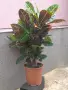 кротон стайно растение, снимка 3