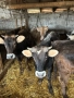 Продавам 5 Телета, снимка 2
