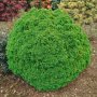 Смърч Алберта Глобе/ Picea glauca var. albertiana 'Alberta Globe', снимка 2