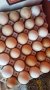 Домашни яйца, снимка 1 - Домашни продукти - 41191221