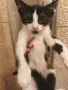 Подаряваме женско коте, снимка 2