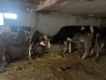 Продавам крави и теле, снимка 5