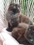 Котенца Мейн Кун , снимка 6