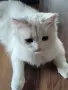 бели котенца, мъжко, женско, снимка 11