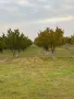 Продавам овощна градина - Кайсии - 22,5 декара, снимка 2