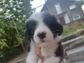 Кученце СПЕШНО търси дом!, снимка 2