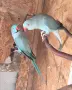 малък александър чифт , снимка 3